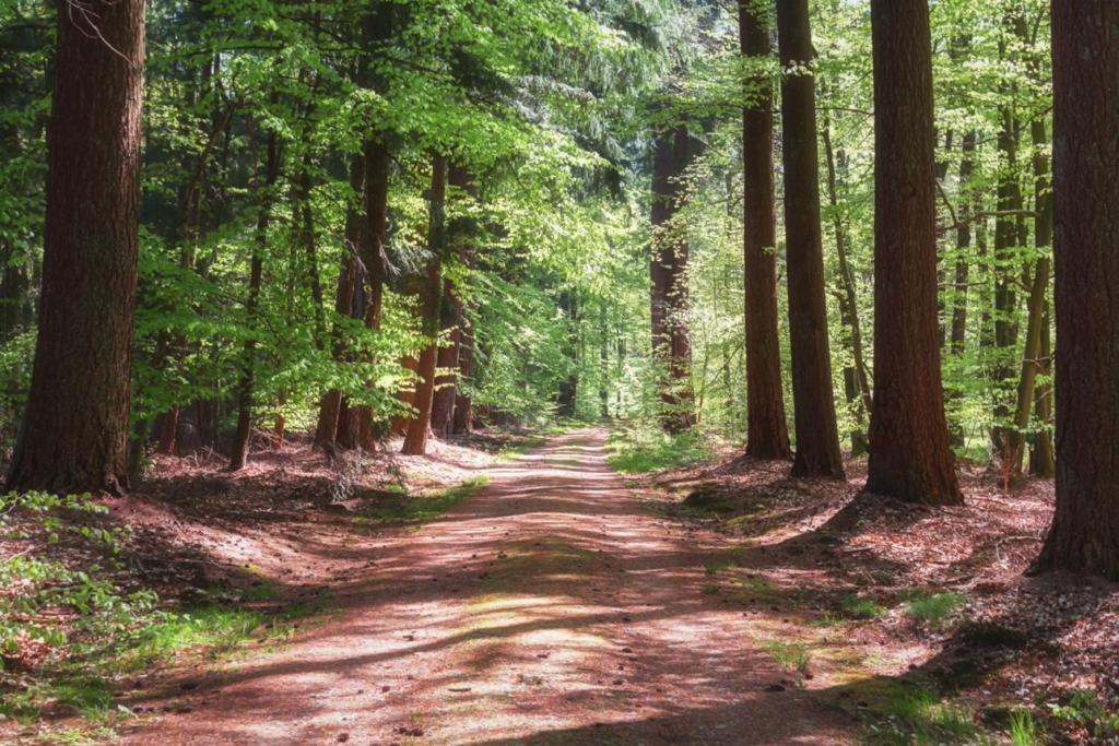 Veluwe forest near Apeldoorn Netherlands