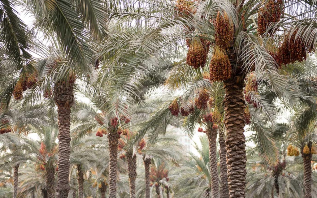 Al Dhaid date farms UAE