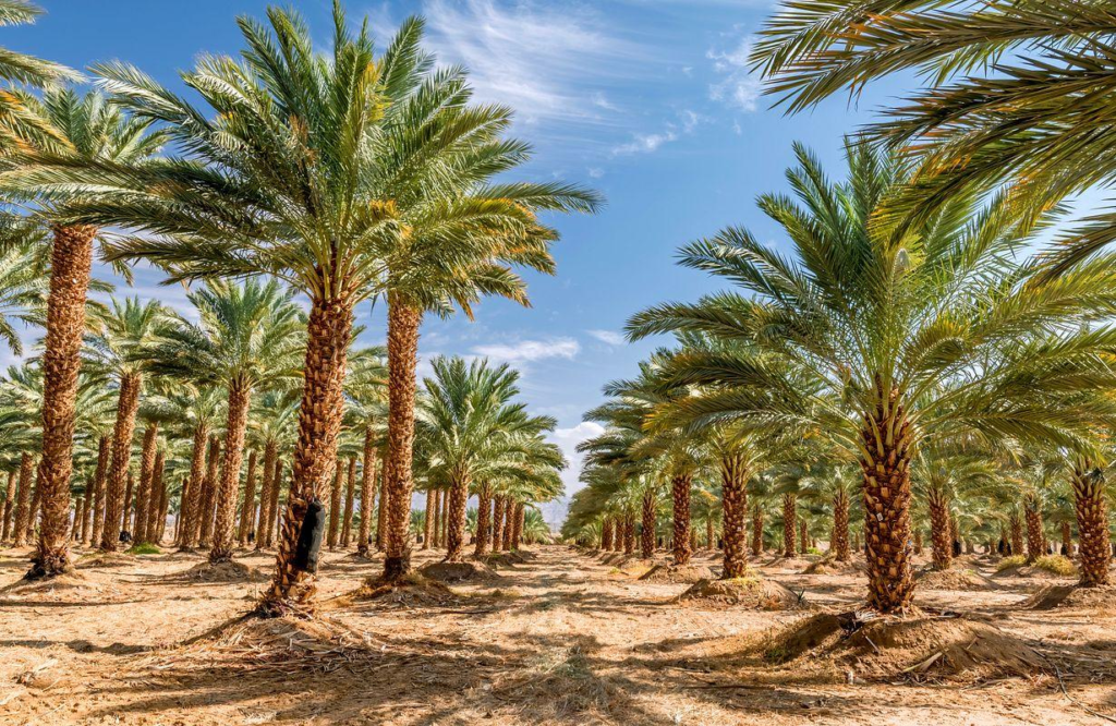 Al Qassim date farms Saudi Arabia