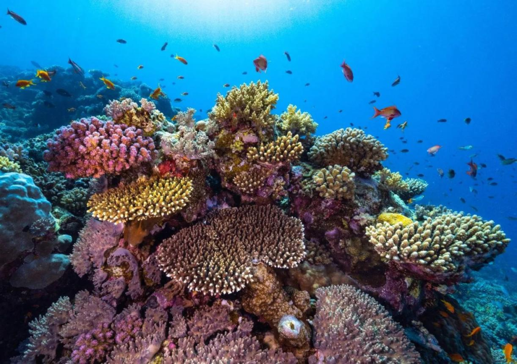 Saudi Arabia Red Sea coral reefs