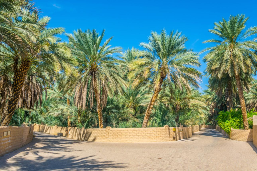 Palm trees and pathways in Al Ain Oasis, UAE
