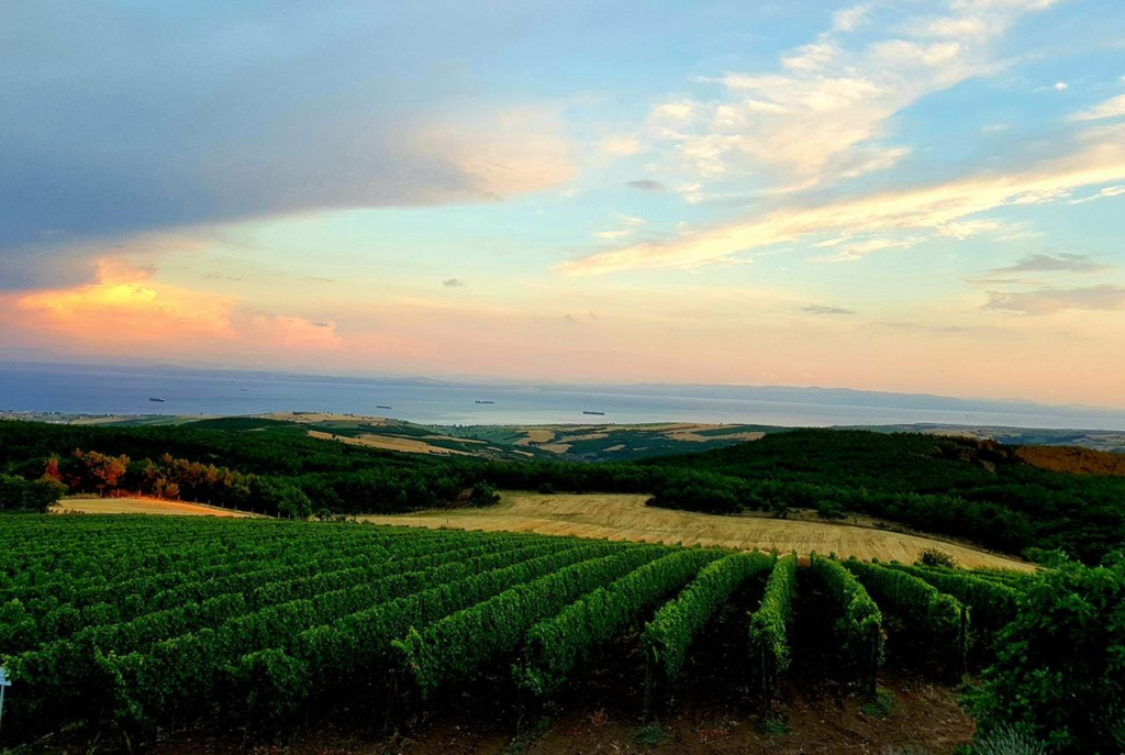 Vineyard landscape in the Tekirdağ region of Turkey.
