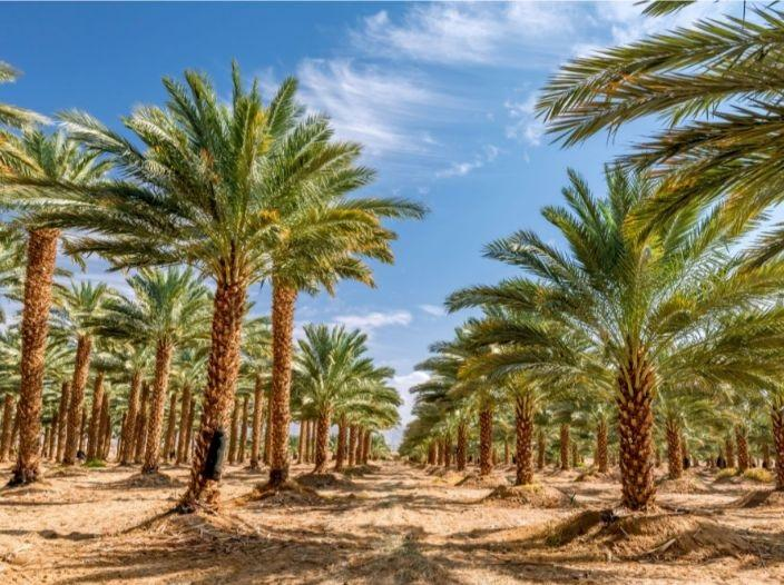 Agricultural fields and palm trees in Saudi Arabia’s Riyadh Region.