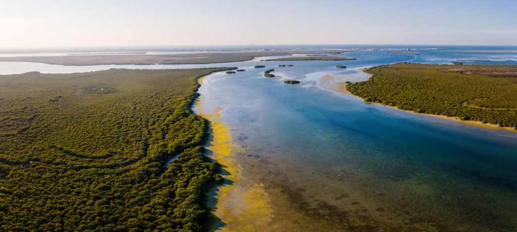Mangrove landscape in Umm Al Quwain UAE.