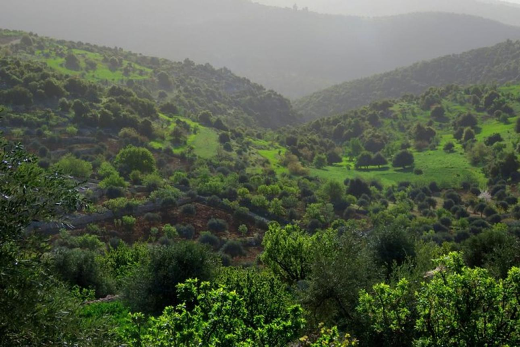 Forest landscape at Ajloun Forest Reserve Jordan.