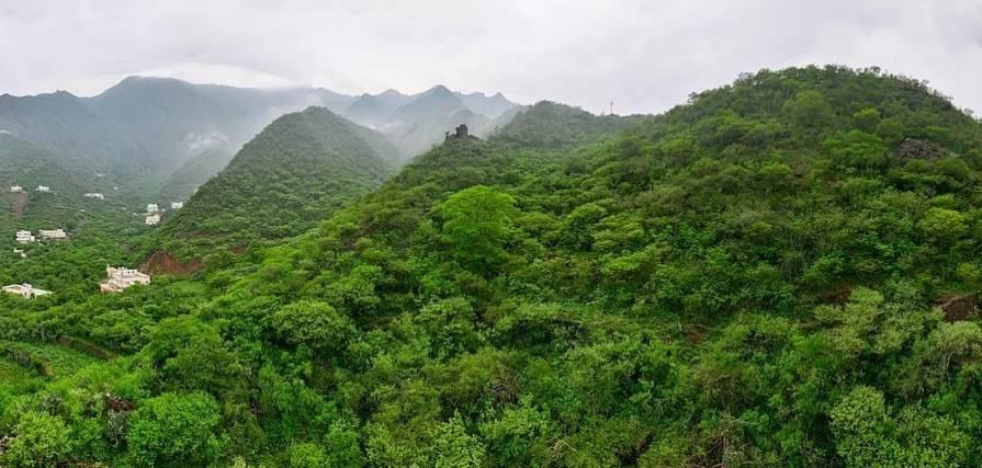 Forest landscape in the Asir Region of Saudi Arabia.
