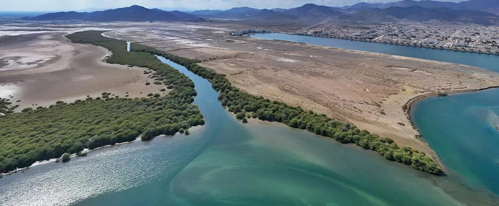 Kalba Mangrove Reserve UAE
