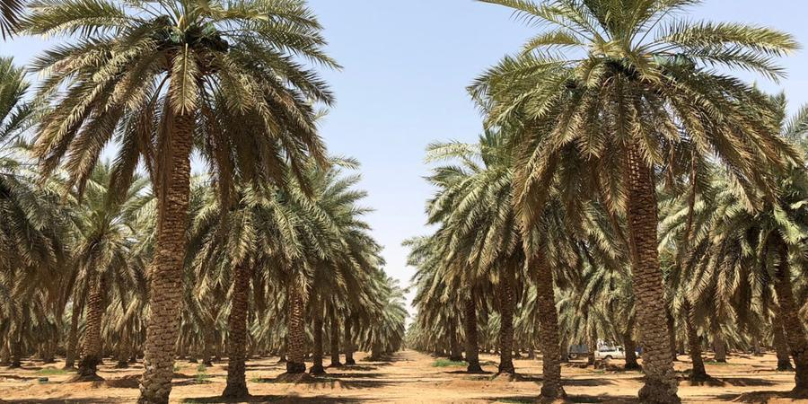 Date farms Eastern Province Saudi Arabia