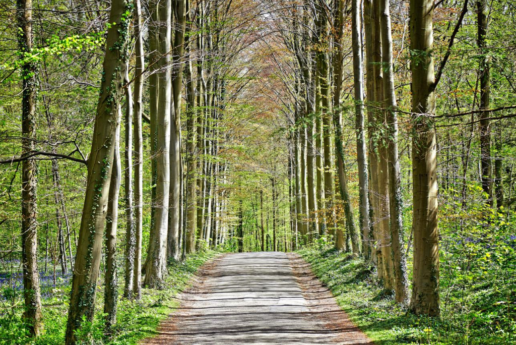 Halle Forest Belgium
