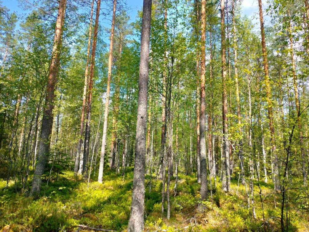 North Karelian forest Finland