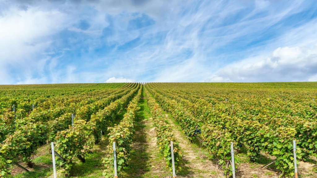 Nashik vineyards Maharashtra