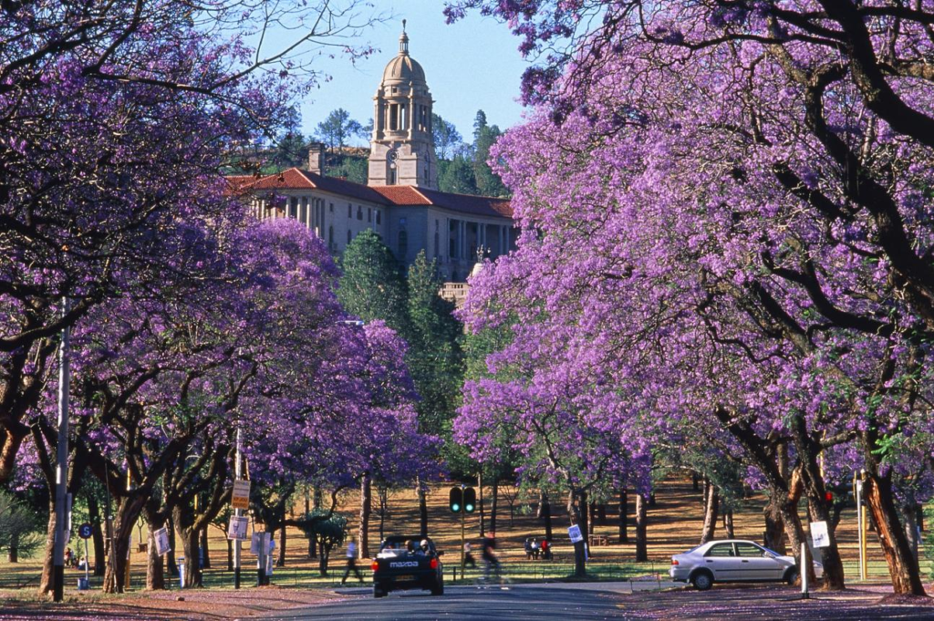 Pretoria jacaranda trees South Africa