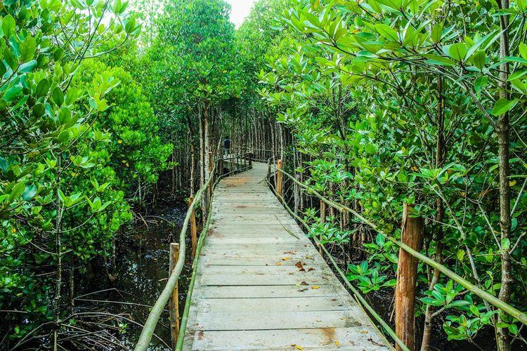 Balikpapan mangrove forest Indonesia