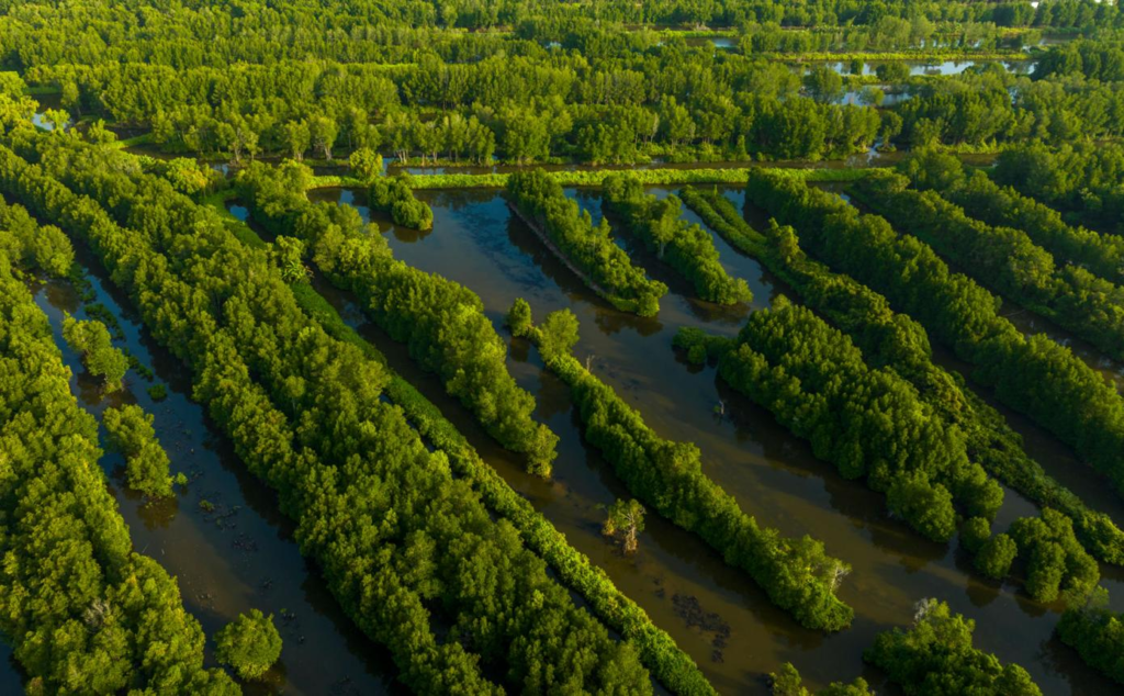 Ca Mau mangrove forest Vietnam