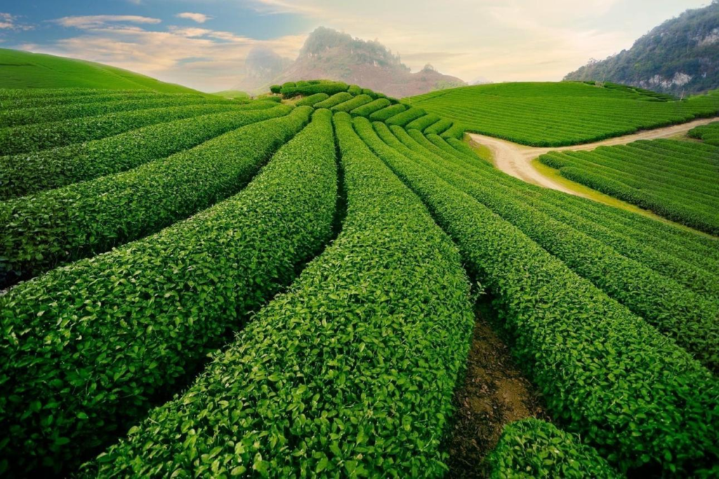 Thai Nguyen tea plantations Vietnam