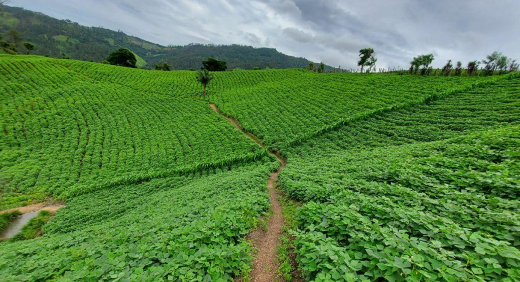 Danli Honduras tobacco fields