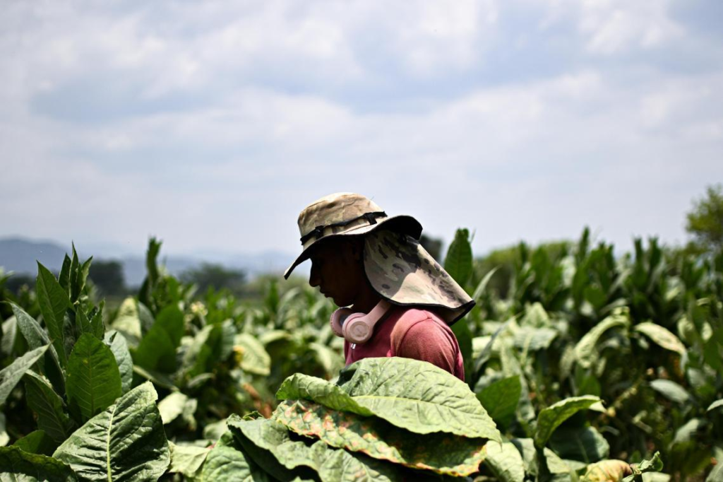 Danli Honduras tobacco fields