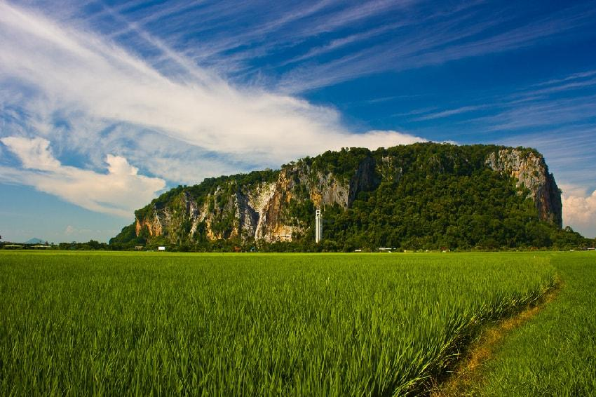 Lush paddy fields near Alor Setar, Malaysia.