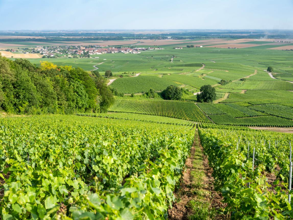Champagne vineyards surrounding Reims, France.