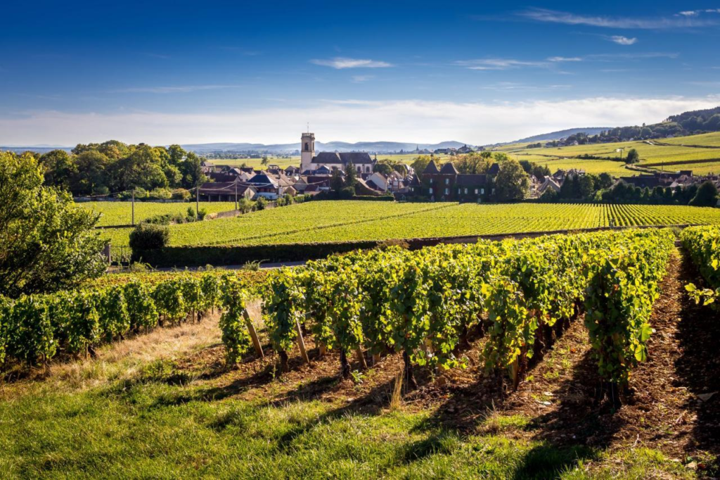 Burgundy vineyard landscape near Dijon, France.