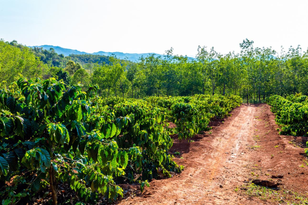 Coffee plantation landscape in Vietnam’s Central Highlands.