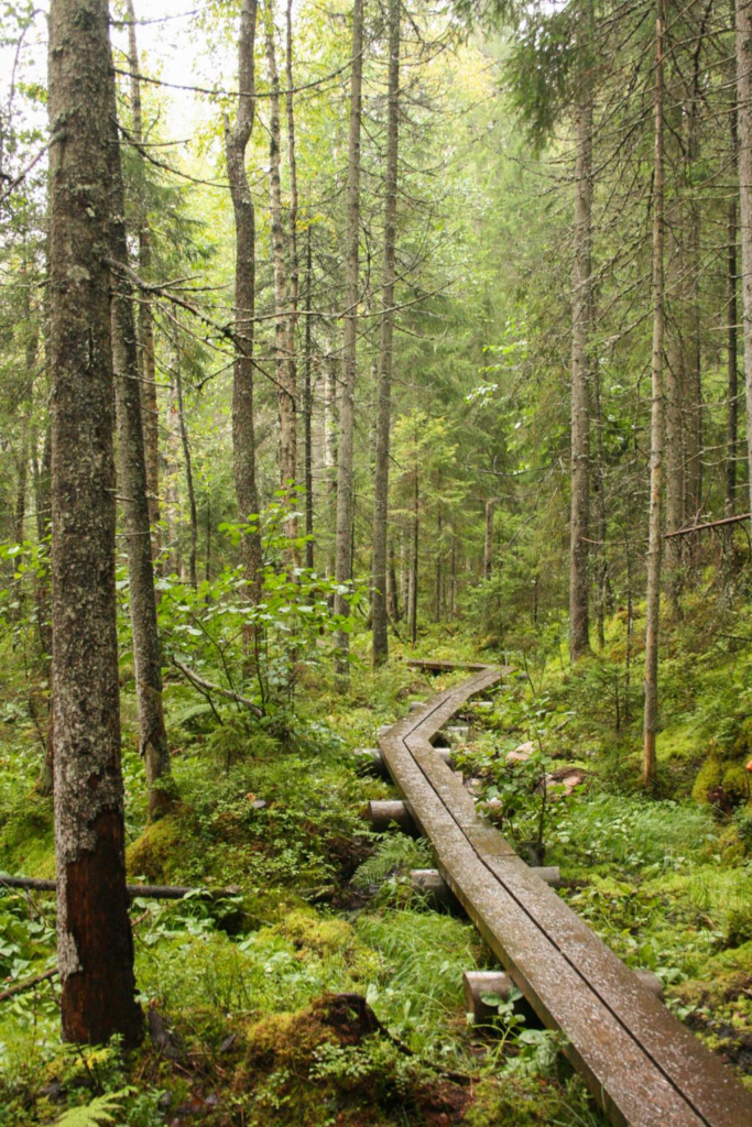 Forest landscape in Nuuksio National Park near Espoo Finland.