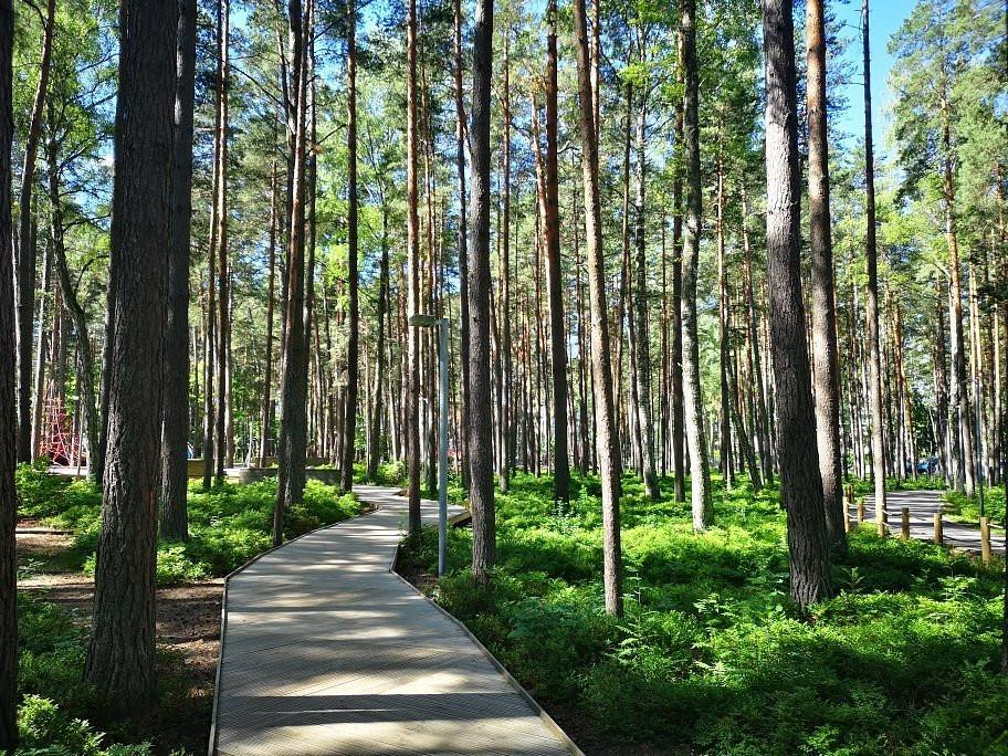Forest park landscape in Jūrmala Latvia.