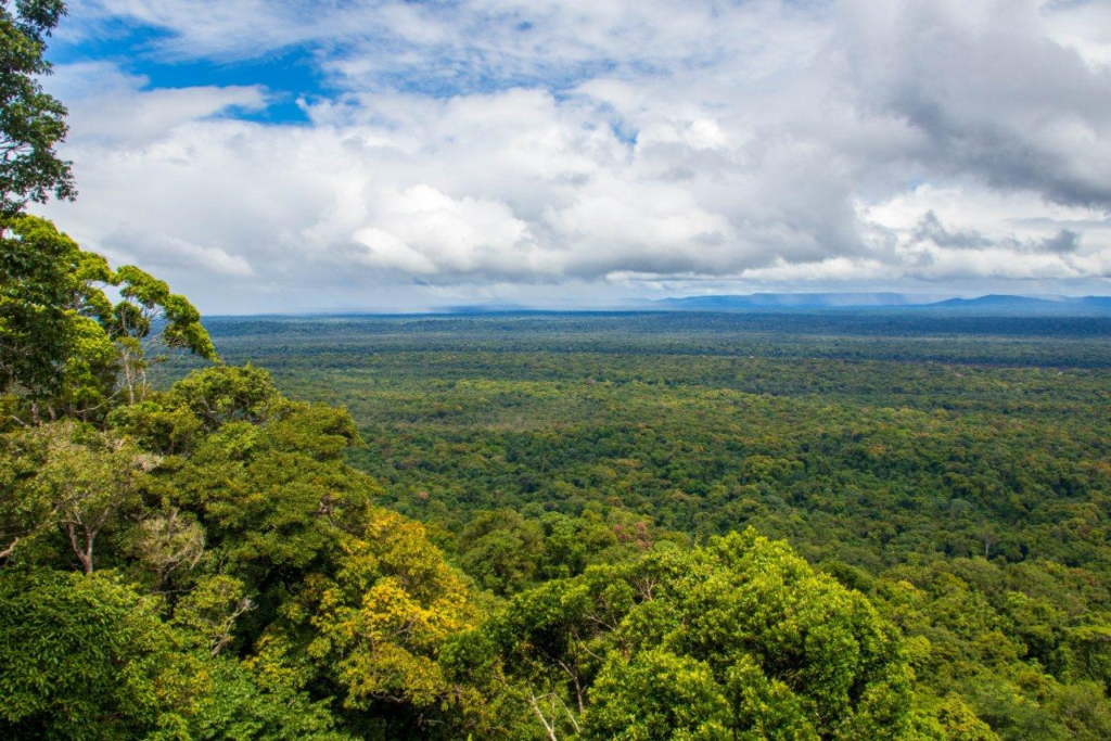 Iwokrama Rainforest Guyana