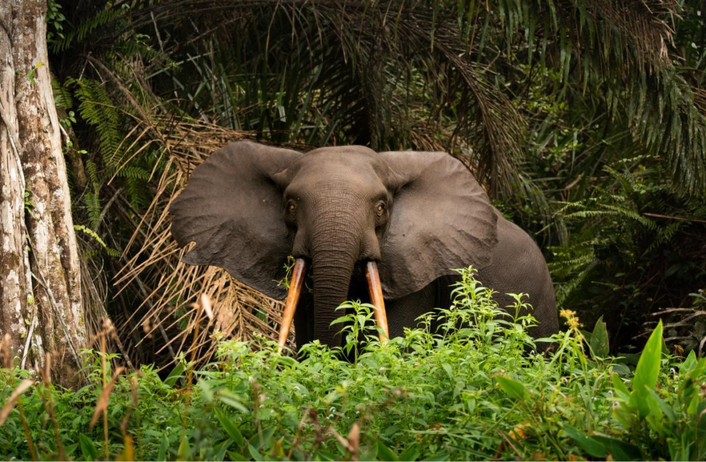 Gabon rainforest wildlife