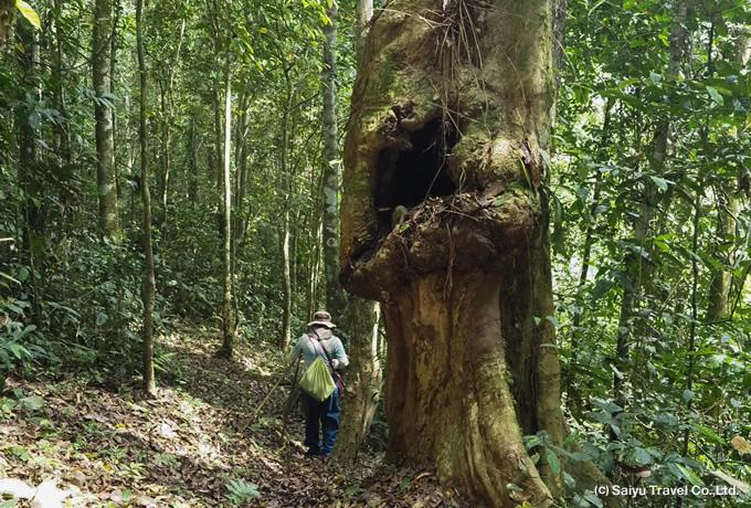 Visitors exploring a forest and observing wildlife in a nature reserve in Equatorial Guinea