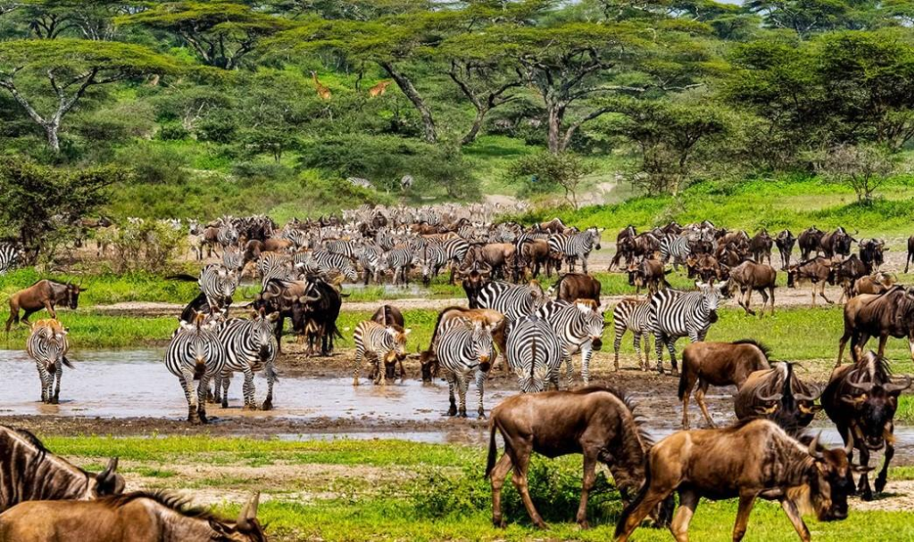 Tanzania savannah with wildlife