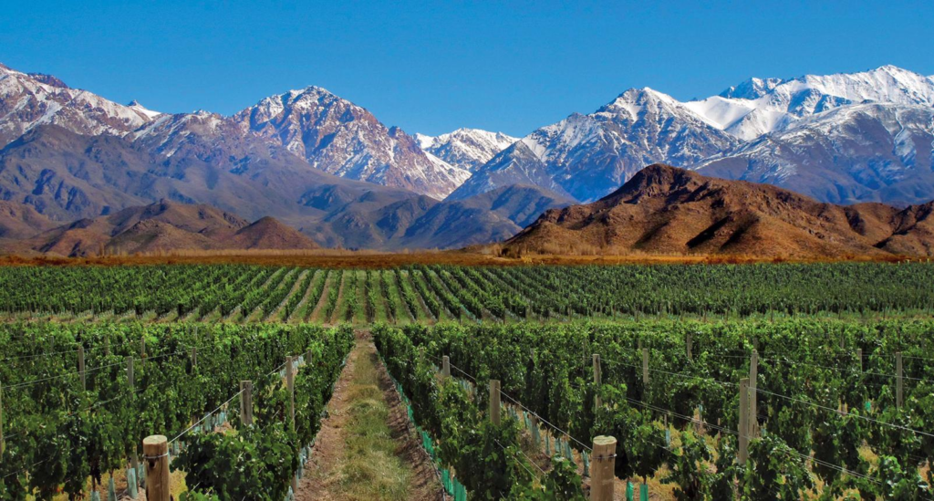 Vineyards in Mendoza, Argentina