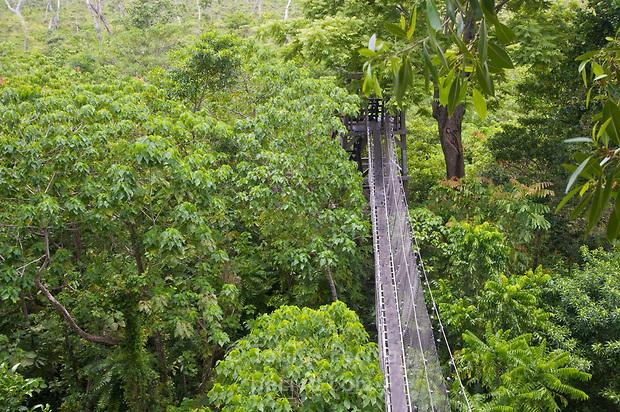 Lush rainforest in Falealupo, Samoa
