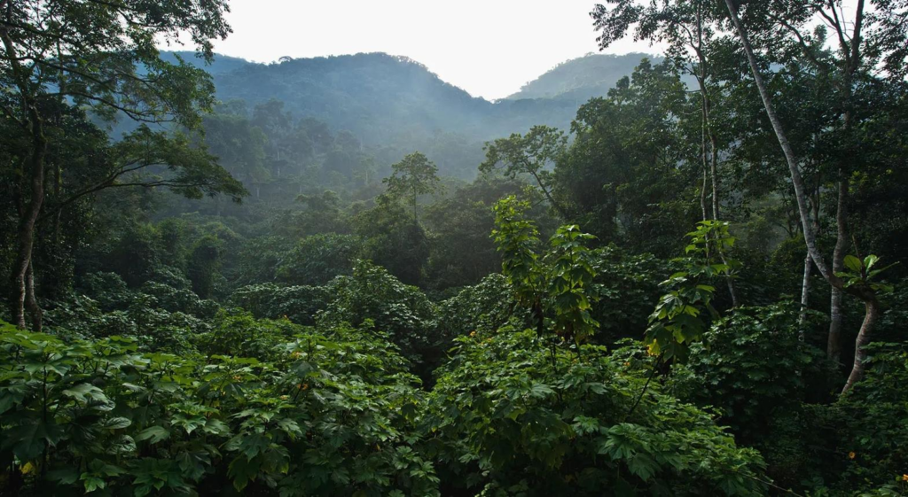 Dense forest landscape of Bwindi Impenetrable Forest