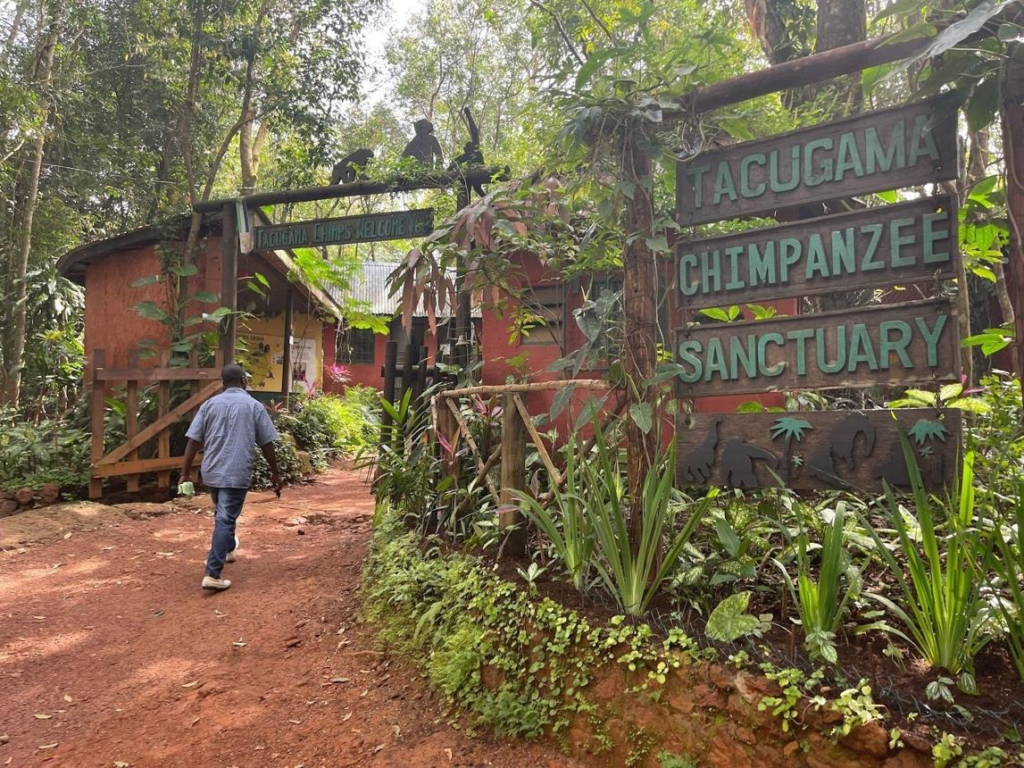 Chimpanzees at Tacugama Sanctuary in Sierra Leone