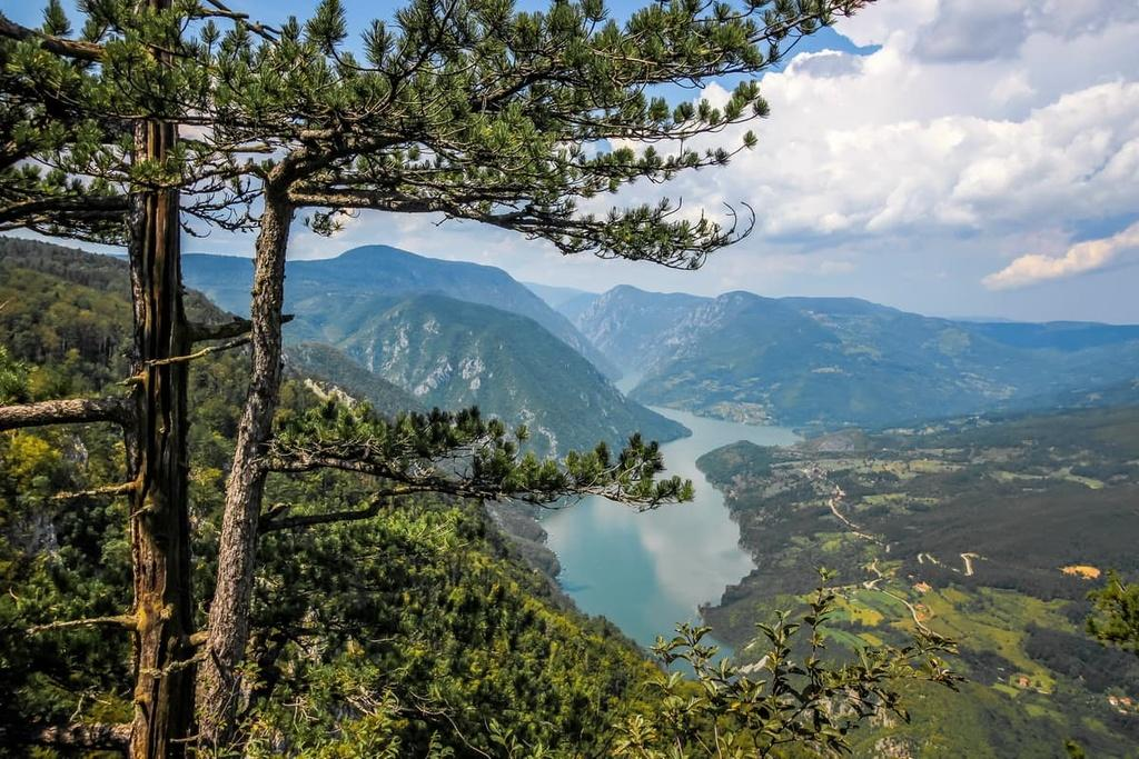 Forested landscape in Tara National Park, Serbia.