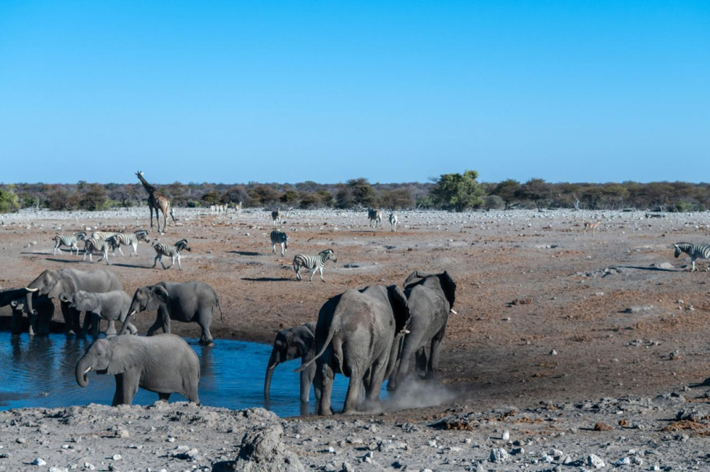Wildlife and landscapes in Etosha National Park, Namibia