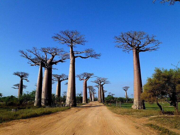 A scenic dirt road lined with centuries-old baobab trees, especially striking at sunrise and sunset.