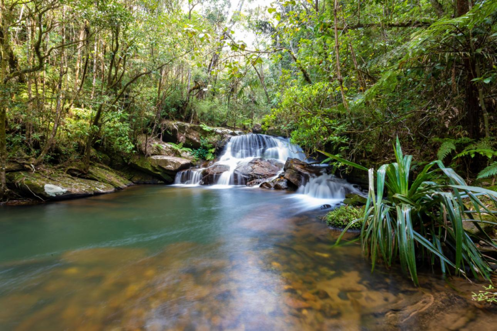 Lush rainforest in Andasibe-Mantadia National Park, Madagascar.