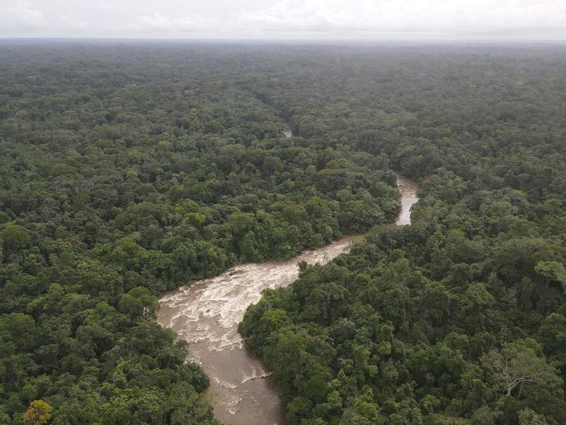 Dense rainforest in Sapo National Park, Liberia.