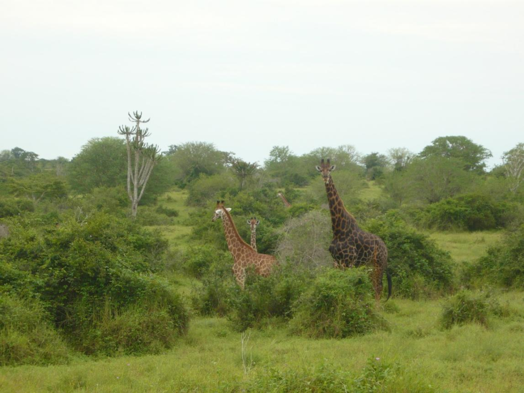 Wildlife and savannah landscape in Kissama National Park, Angola.