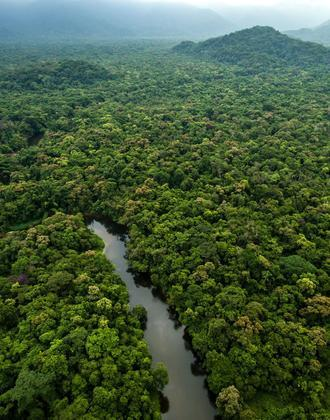 Suriname tropical rainforest